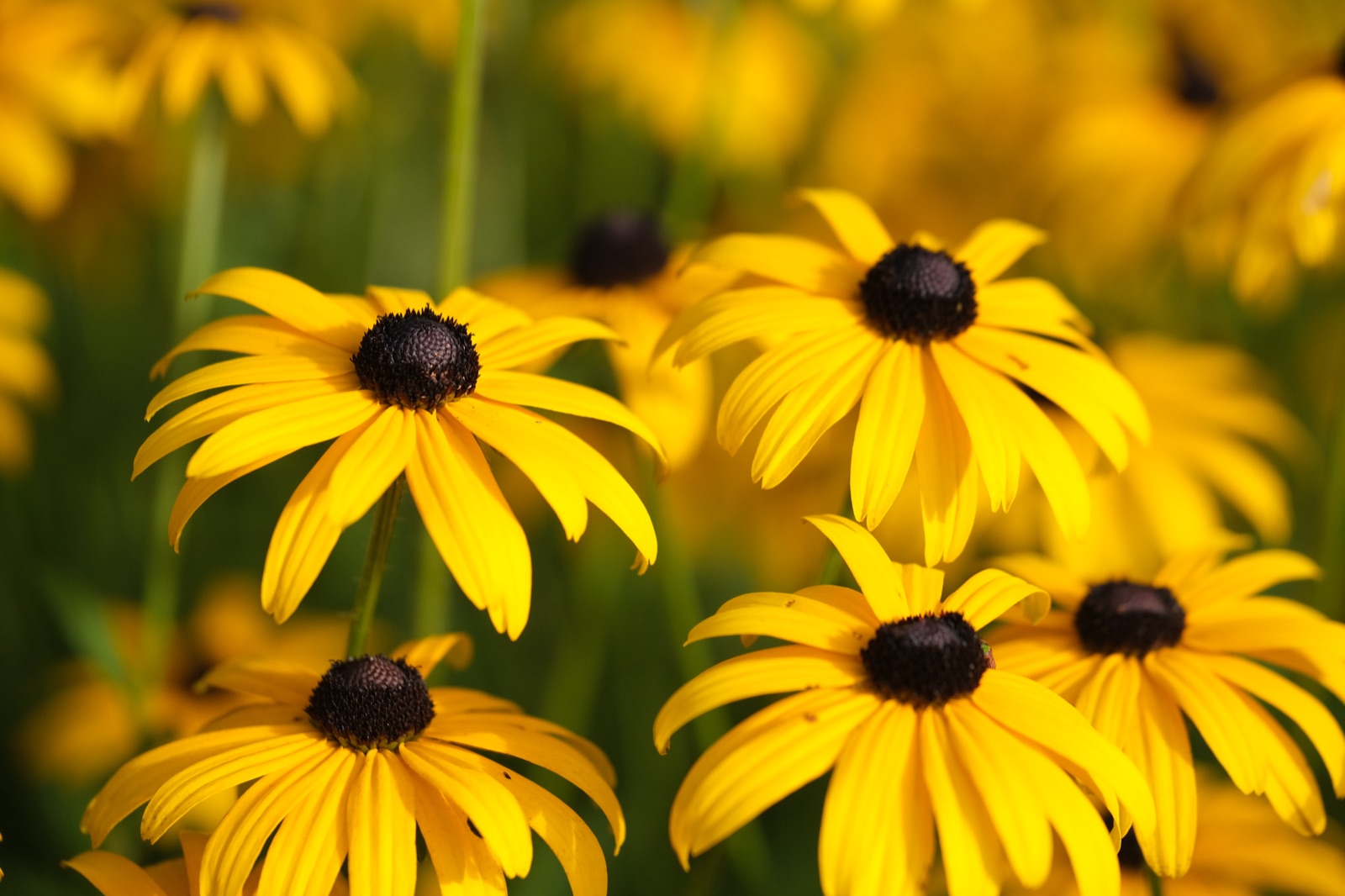 Field of black-eyed susans