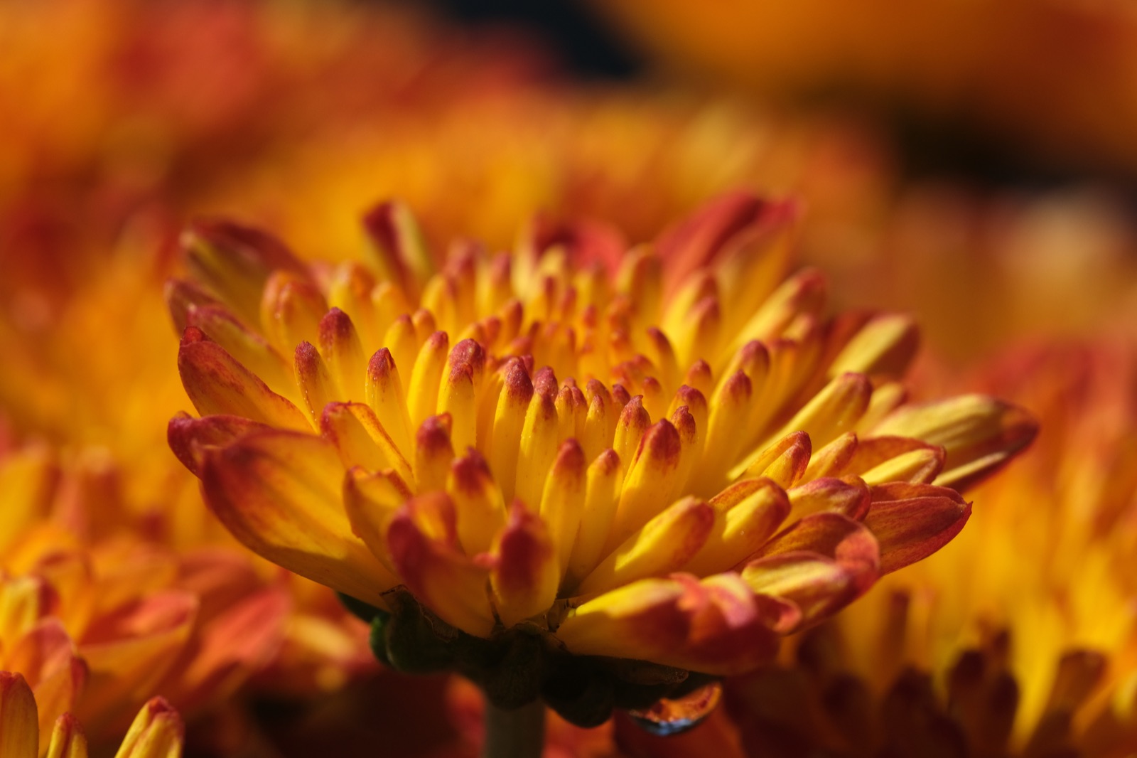 Orange chrysanthemum macro
