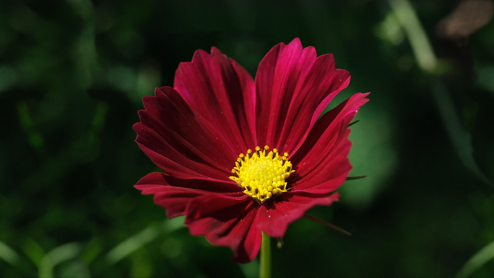 Deep red cosmos flower