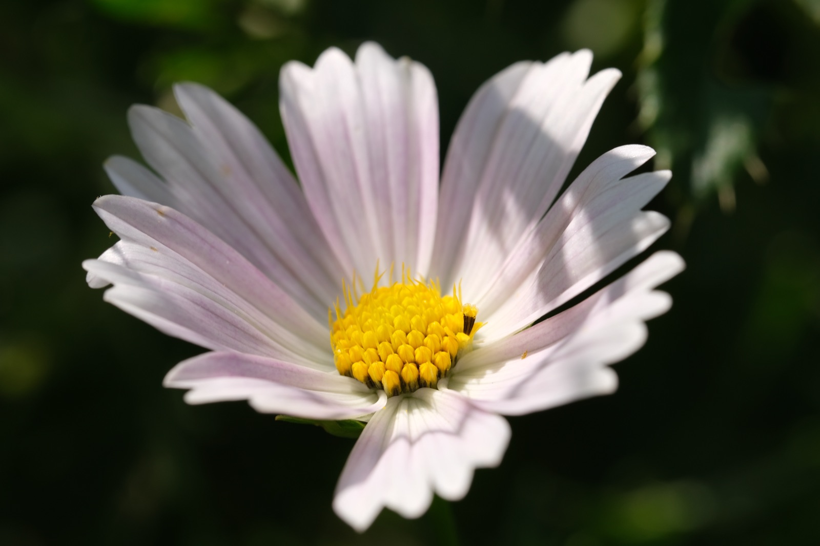 White cosmos flower macro