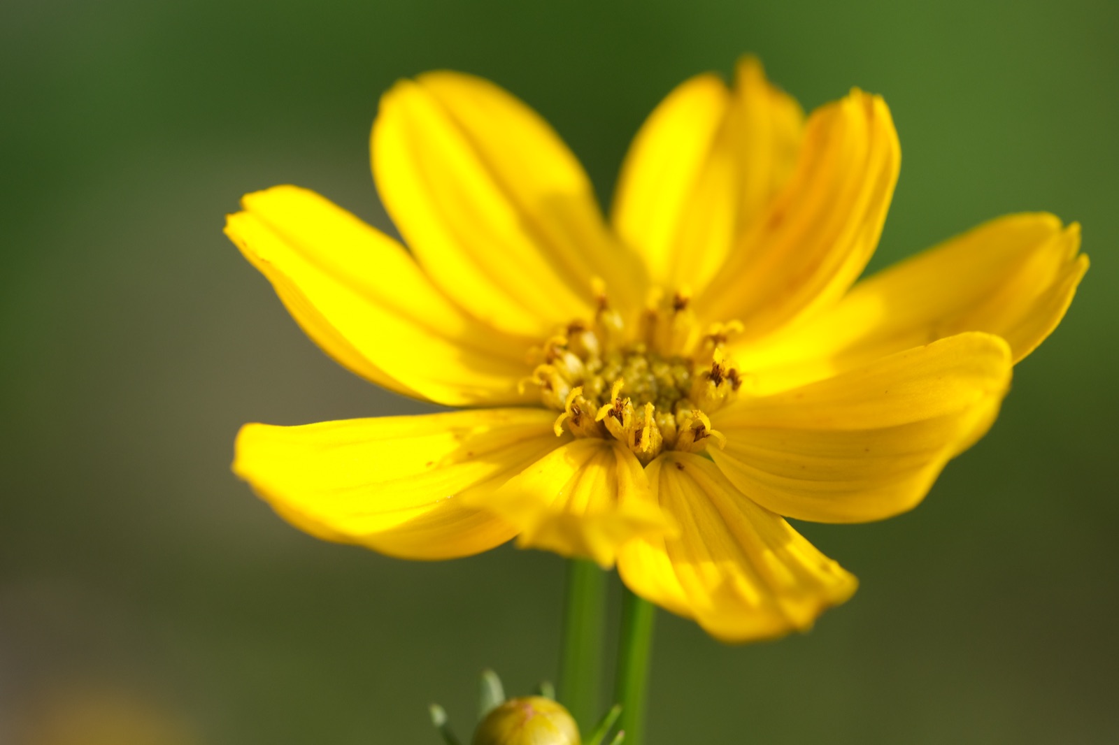 Yellow coreopsis with bud
